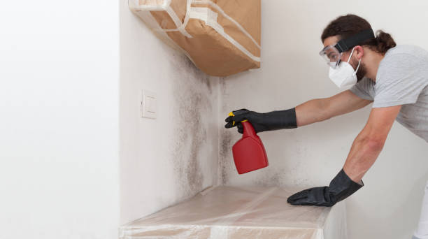 Basement Mold Remediation treatment on basement walls in Immokalee