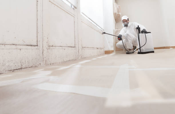 Black mold remediation team in Immokalee